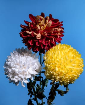 Bouquet of three multi-colored chrysanthemums on a blue background