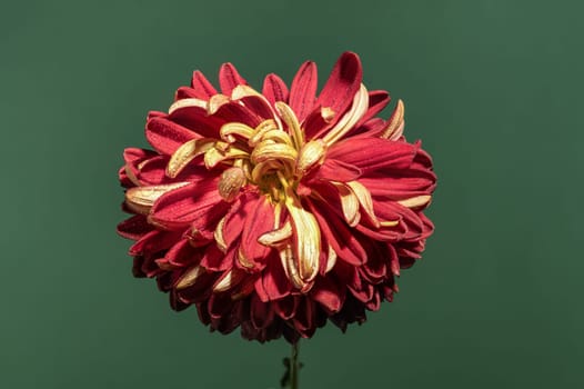 Red chrysanthemum flower on a green background. Flower head close-up