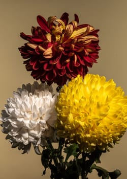 Bouquet of three multi-colored chrysanthemums on a brown background