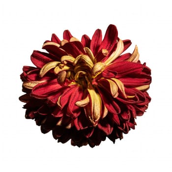 Red chrysanthemum isolated on white background. Flower heads close-up.