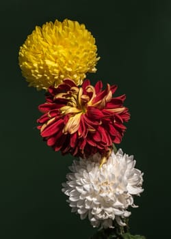 Bouquet of three multi-colored chrysanthemums on a dark green background