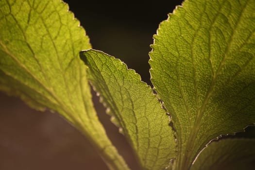 Leaves in backlight