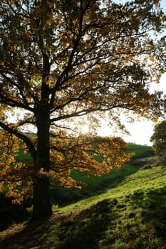 Autumn sun