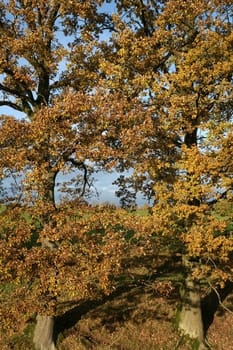 Pedunculate oaks in autumn dress