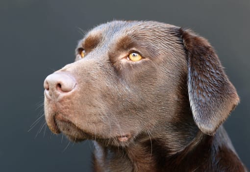 Labrador