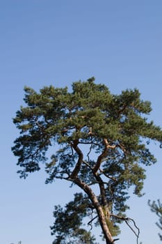 Pine crown