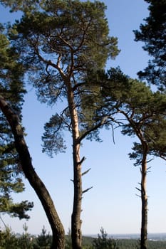 Pines