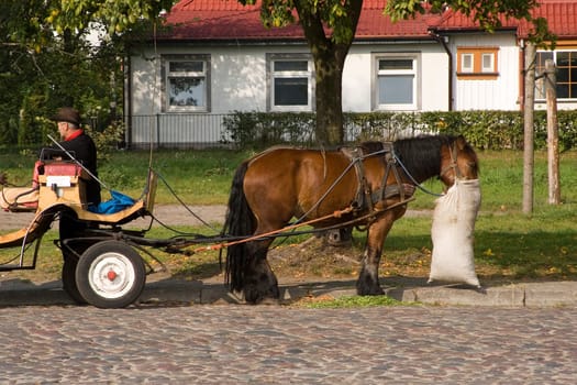 Horse-drawn taxi