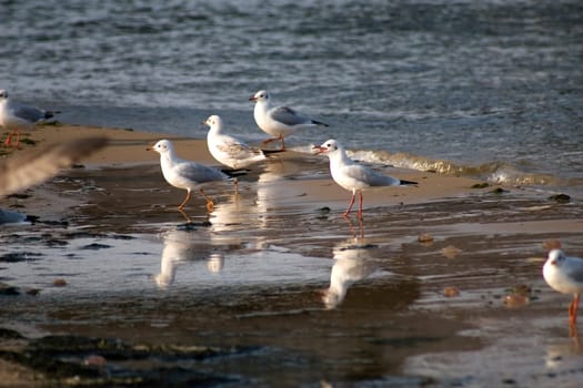 Gull colony