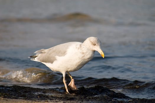 Wading seagull