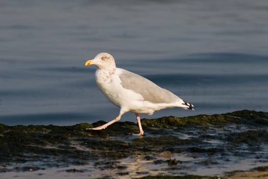 Seagull