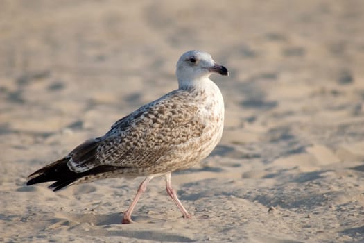 Young Seagull