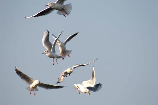 Flight maneuvers