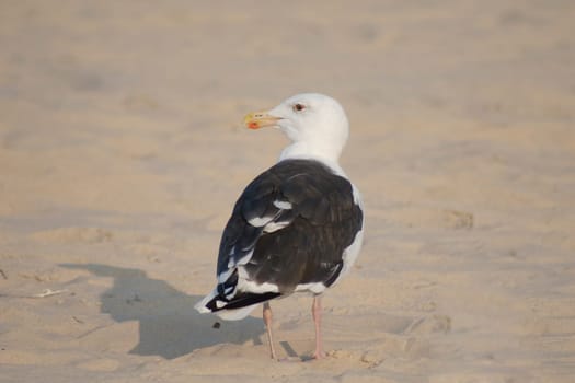 Adult bird