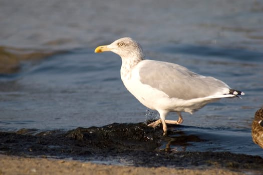 Silt Gull