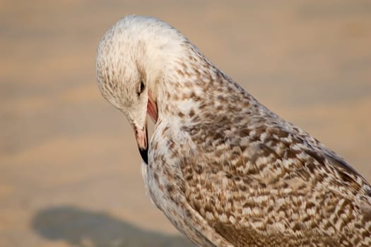 Young bird cleaning