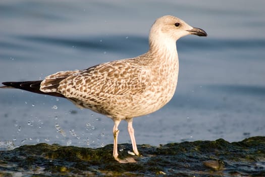 Young Gull