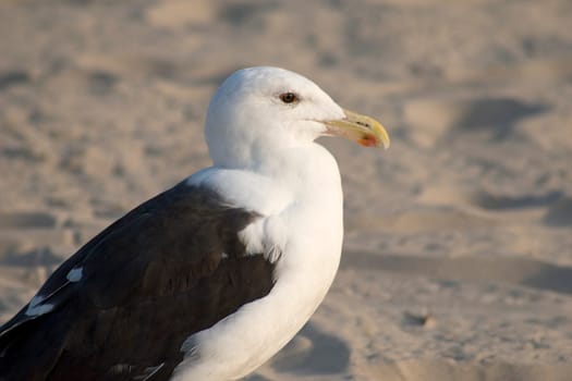 Portrait of adult birds