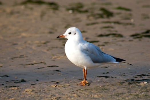 Black-headed gull