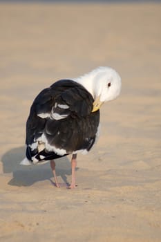 Old bird cleaning