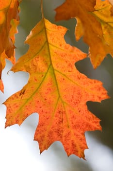 Oak leaf