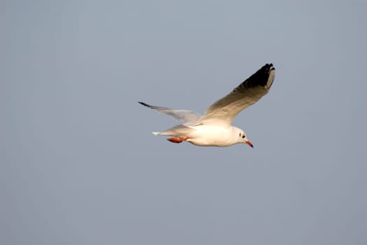 Flying seagull