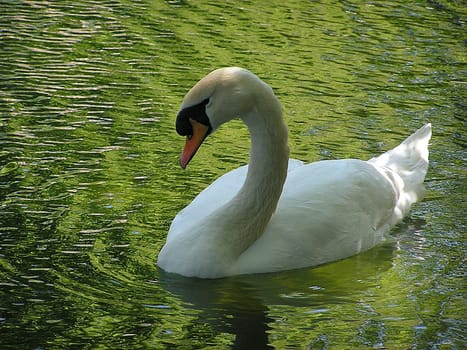 The mute swan is the largest native waterfowl and,with a body weight of up to 15 kg,one of the heaviest birds capable of flight. Characteristic and eponymous is its orange-red colored beak with a black bump. This is the case with the M
