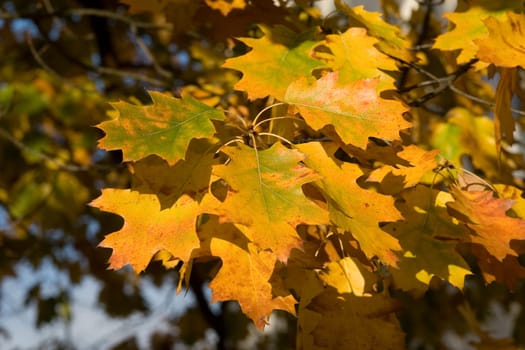 Oak leaves