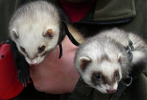 The ferret (Mustela putorius furo) is the domesticated form of polecat. Ferrets sleep ("rat"") up to 18 hours a day. When they are awake,they are tremendously playful. They are extremely curious and investigate everything. Young Frett"