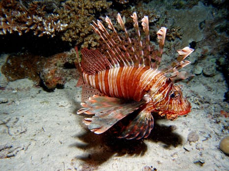 I photographed this Indian lionfish during a night dive in the Red Sea. He had just hunted some small fish with other conspecifics. Hence the many sand particles in the water.