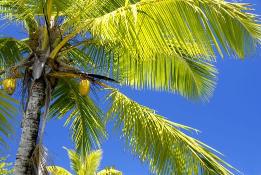 The most common cause of accidental death in the Seychelles is a falling coconut. But the everyday life of the Seychelois is still inconceivable without the coconut palm and its fruit. Almost the entire tree can be placed on one or the other
