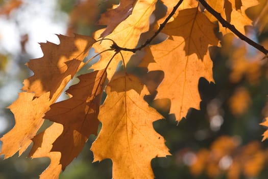 Oak leaves in autumn