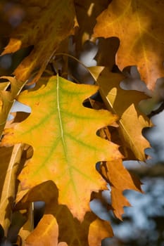 Leaf veins