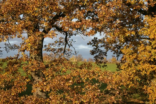 Autumn trees