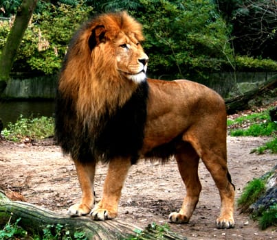 The King