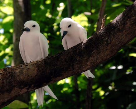 They live in the tropical and subtropical zones of the world's oceans,especially on small islands south of the equator. In the Atlantic Ocean,it is native to the islands of Ascension,Saint Helena,Trinidad and Fernando de Noronha,and in the Indian Ocean,for example