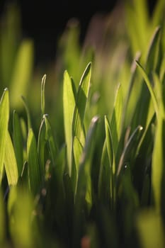 Blades of grass in backlight
