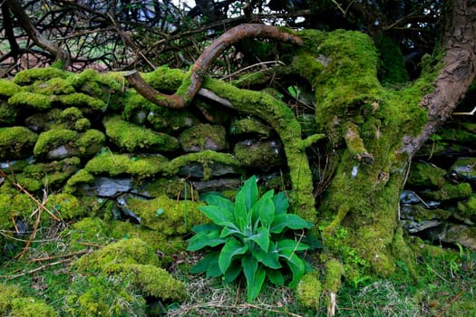 This moss-covered tree looks like an old man,doesn't it? Taken on Kerry Way on the Iveragh Peninsula,Ireland.