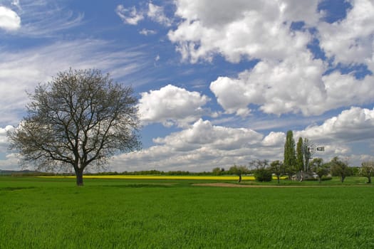Spring Landscape