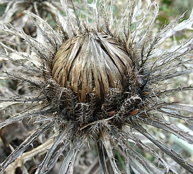 The Silver Thistle (Carlina acaulis) is a perennial of the Asteraceae family. The plant was voted Flower of the Year in 1997. The eye-catching "silver thistle"" bears many names: Eberthistle,Große Eberwurz,Jägerbrot,Wiesenkas,Alpenk"