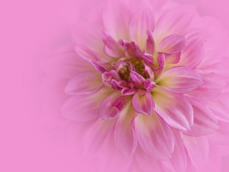 Dahlia soft pink