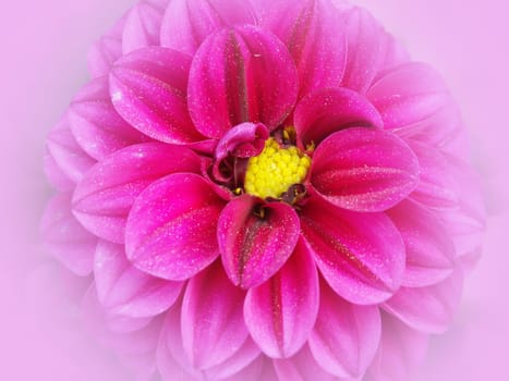 Pink Dahlia