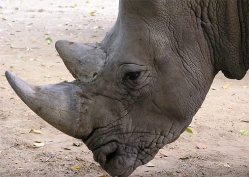White rhinoceros (Ceratotherium simum): The "anterior horn"" grows out of the nasal bone,the ""posterior horn"" outgrows the anterior skull. The two horns are not made of bone substance,but of agglutinated keratin,a protein that is also found in our Haa"