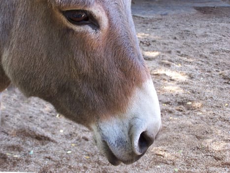 Donkey Portrait