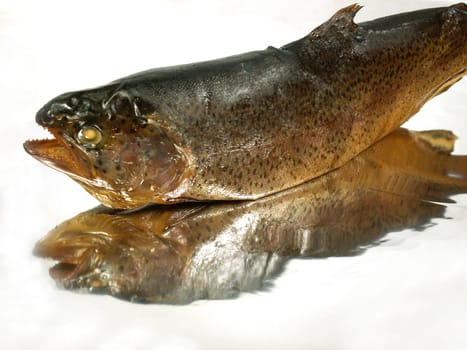 Trout