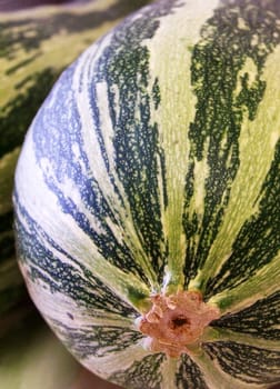 courgette