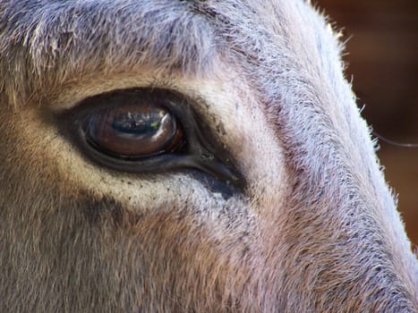 brown eyes