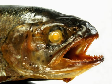 Fischkopp