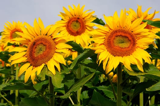 Sunflowers