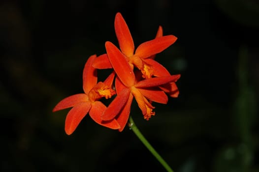 Laelia milleri is a typical stone laelia. Small compact growth with succulent leaves that turn reddish when sunny. The multi-flowered flower shoot impresses with the unique milleri red. Simply delightful